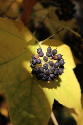 Kalopanax pictus - dlanitec pestrý - plod